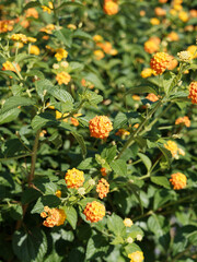(Lantana camara) Wandelröschens oder lantane mit orange gelbe tropisch Blütenstrauch