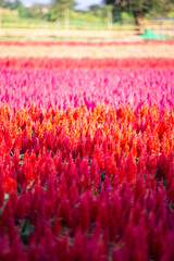 Fototapeta premium Red and orange Silosia in a beautiful flower field