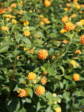 (Lantana camara) Wandelr&ouml;schens oder lantane mit orange gelbe tropisch Bl&uuml;tenstrauch