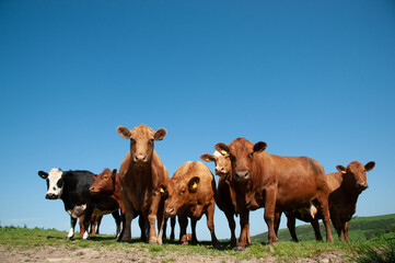 Group of curious cows