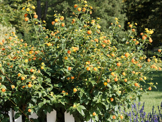 Lantana camara, Wandelr&ouml;schens als dekorative Hecke mit zweifarbigen orange gelbe farbenen Bl&uuml;ten 
