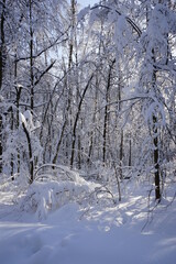 Fototapeta premium trees in the snow in the Kuskovo park. Moscow. Winter