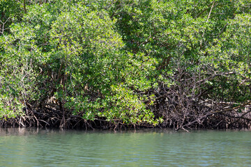 Mangrove forest in a national park in Cuba