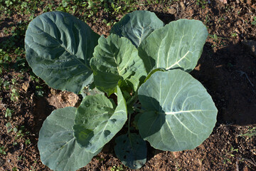 cauliflower, young plant from home garden