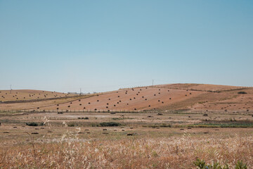 landscape in the desert