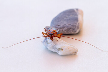 wild cockroach on a stone and white background