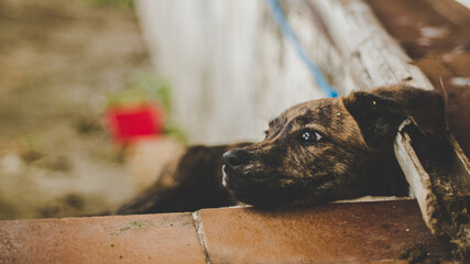 Skinny street puppy with sad eyes