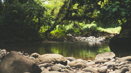 Naklejka na ściany i meble Beautiful river in the Caribbean jungle (Martinique)