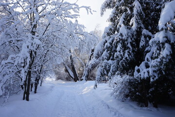 snowy road in the park in winter. Kuskovo park in Moscow