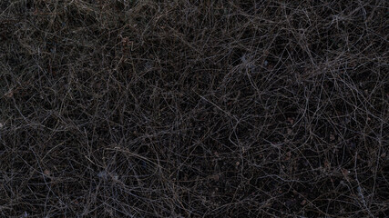 Fototapeta na wymiar Еhe texture of the grass