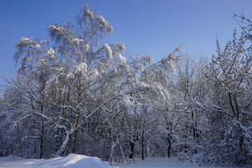 beautiful winter in Kuskovo Park in Moscow