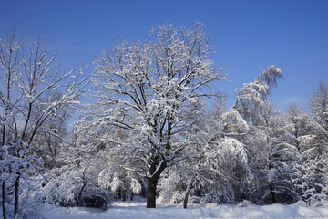 beautiful snow-covered trees and blue sky in winter in Kuskovo park in Moscow