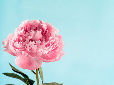 Extreme close up view of piony. Flower head of piony on blue background. Copy space for text. Can use as floral background