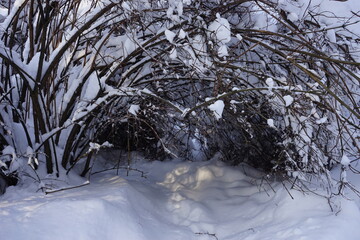 beautiful snow-covered bushes bent like a tunnel in the Kuskovo park in Moscow