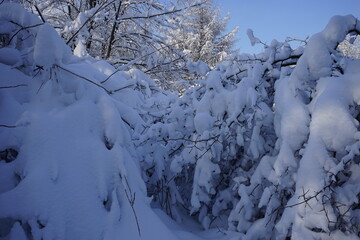 beautiful snow-covered bushes in winter in the Kuskovo park in Moscow