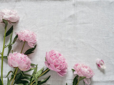Beautiful pale pink peony. Top view of pink piones on white linen tablecloth background. Copy space for text. Flat lay. Horizontal