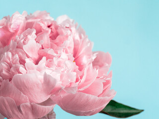 Fototapeta premium Extreme close up view of piony. Flower head of piony on blue background. Copy space for text. Can use as floral background