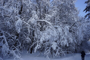 trees all covered with snow in winter in Kuskovo park in Moscow
