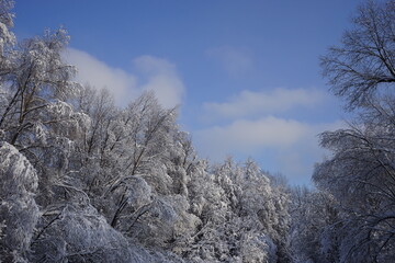 snowy trees and blue winter sky in Kuskovo park in Moscow