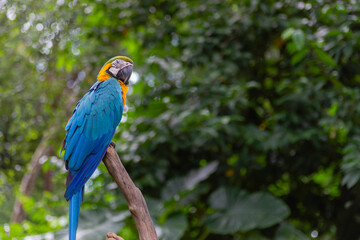 Blue and Gold Macar parrot birds perch at the branch