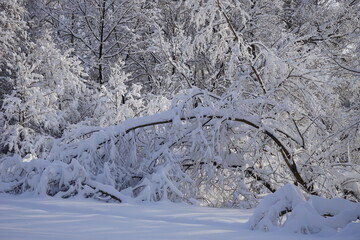 trees bent under the weight of snow in Kuskovo park in Moscow