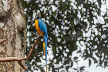 Blue and Gold Macar parrot birds perch at the branch