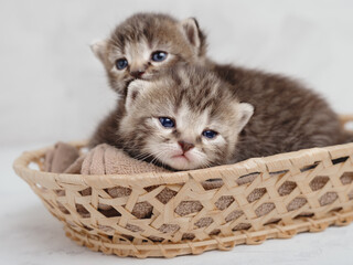 Cute striped kittens in a basket