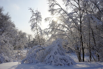 the branches of trees were covered with snow in the Kuskovo park in Moscow