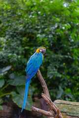 Blue and Gold Macar parrot birds perch at the branch