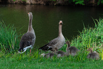 young goose family with goslings