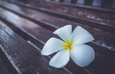 Close up white-yellow Plumeria flower