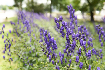 purple aconite inflorescences on blurred park background