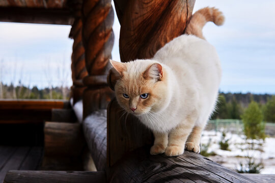 beautiful cat on a massive wooden veranda of a village house on the background of a winter landscape