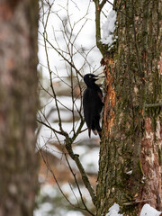 black woodpecker (Dryocopus martius) in frosty winter weather in the snow. The black woodpecker (Dryocopus martius) is a large woodpecker that lives in mature forests across the northern Palearctic.