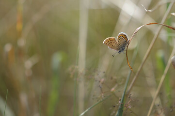 Brown argus butterfly on a plant . Brown small butterfly with orange and black spots, and blue body on a dry plant. Natural background.