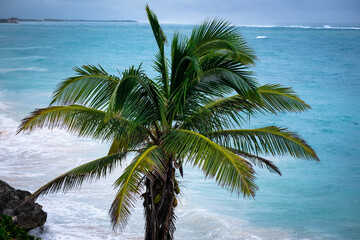 detail of a Palm tree with the ocean in the background. Blue water. 