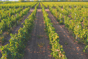 Fototapeta na wymiar Agricultural landscape, farmland. Vineyard plantation in autumn. The row of grapevines
