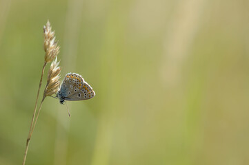 Brown argus butterfly on a plant . Brown small butterfly with orange and black spots, and blue body on a plant. Natural background.