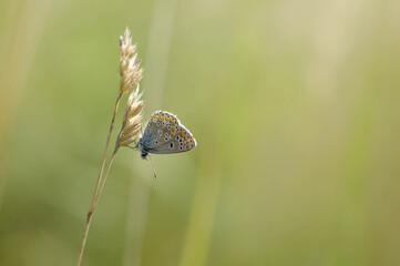 Brown argus butterfly on a plant . Brown small butterfly with orange and black spots, and blue body on a plant. Natural background.