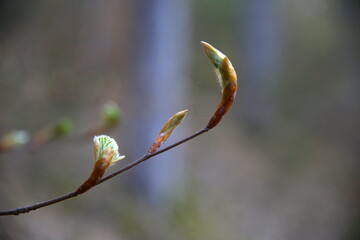 The beginning life of new beech leaves