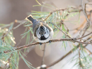 European crested tit (Lophophanes cristatus) in winter frosty weather in the snow. The European crested tit, or crested tit (Lophophanes cristatus, Parus cristatus), is a bird in the family Paridae.