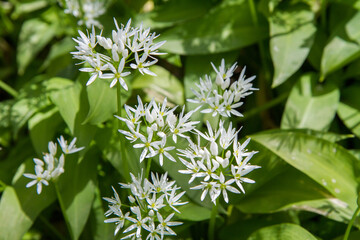 Wild garlic (Allium ursinum) plant blooming in a garden