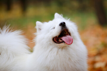 A cute snow white dog, an Samoyed Spitz, smiles happily with closed eyes with pleasure. The dog...