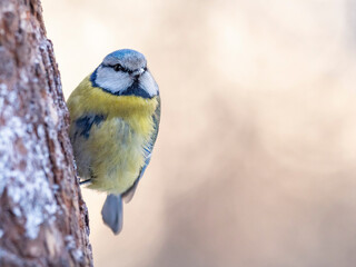 Eurasian blue tit (Cyanistes caeruleus) in winter frosty weather in the snow. The Eurasian blue tit...