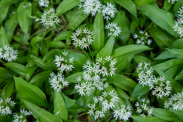 Wild garlic (Allium ursinum) plant blooming in a garden