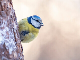 Eurasian blue tit (Cyanistes caeruleus) in winter frosty weather in the snow. The Eurasian blue tit (Cyanistes caeruleus) is a small passerine bird in the family Paridae.