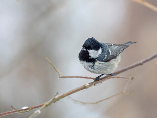 Сoal tit (Periparus ater) in winter frosty weather in the snow. The coal tit or cole tit (Periparus ater), is a small passerine bird in the family Paridae.
