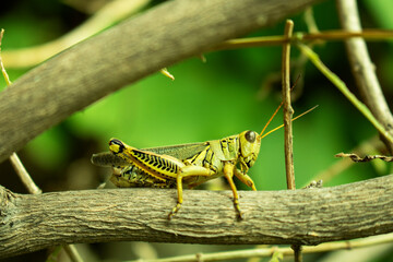 Close up de un hermoso saltamontes o grillo verde