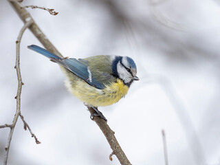 Eurasian blue tit (Cyanistes caeruleus) in winter frosty weather in the snow. The Eurasian blue tit (Cyanistes caeruleus) is a small passerine bird in the family Paridae.