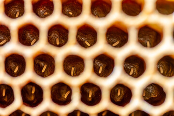 Honey bee eggs in a wax honeycomb.